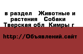  в раздел : Животные и растения » Собаки . Тверская обл.,Кимры г.